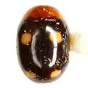 Hyperaspidius venustulus - photo 3