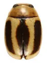 Hyperaspidius vittigerus