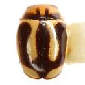 Hyperaspidius vittigerus - photo 2