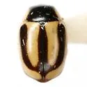 Hyperaspidius vittigerus - photo 3