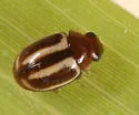 Hyperaspidius vittigerus - photo 4