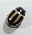 Hyperaspidius vittigerus - photo 5