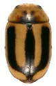 Wolcott's Lady Beetle