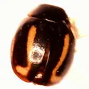 Hyperaspis annexa