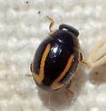 Hyperaspis annexa - photo 2