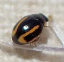 Hyperaspis annexa - photo 3