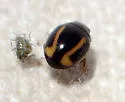 Hyperaspis annexa - photo 4