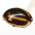 Hyperaspis annexa - photo 5
