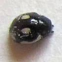 Hyperaspis bensonica