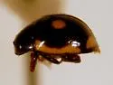 Hyperaspis bensonica - photo 2