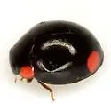Hyperaspis bigeminata