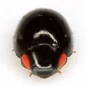 Hyperaspis bigeminata - photo 2