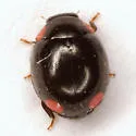 Hyperaspis bigeminata - photo 3
