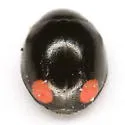Hyperaspis bigeminata - photo 4