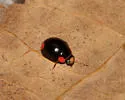 Hyperaspis bigeminata - photo 5