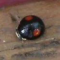 Hyperaspis binotata