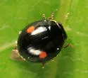 Hyperaspis binotata - photo 2