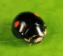 Hyperaspis binotata - photo 3