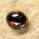 Hyperaspis binotata - photo 4