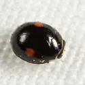 Hyperaspis binotata - photo 5