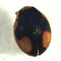 Hyperaspis bolteri