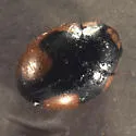 Hyperaspis bolteri - photo 2