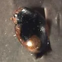 Hyperaspis bolteri - photo 3
