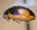 Hyperaspis bolteri - photo 4