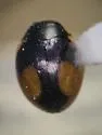 Hyperaspis bolteri - photo 5