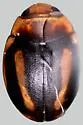 Hyperaspis brunnescens