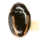 Hyperaspis brunnescens - photo 2