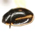 Hyperaspis brunnescens - photo 3