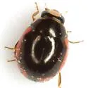 Hyperaspis caseyi