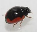 Hyperaspis cincta - photo 2