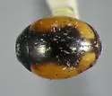 Hyperaspis cincta - photo 3