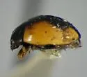 Hyperaspis cincta - photo 4