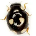 Hyperaspis conspirans - photo 2