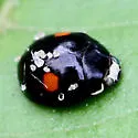 Hyperaspis conviva