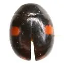 Hyperaspis conviva - photo 2