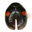 Hyperaspis conviva - photo 3