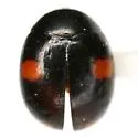 Hyperaspis conviva - photo 5