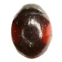 Hyperaspis cruenta