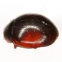 Hyperaspis cruenta - photo 2