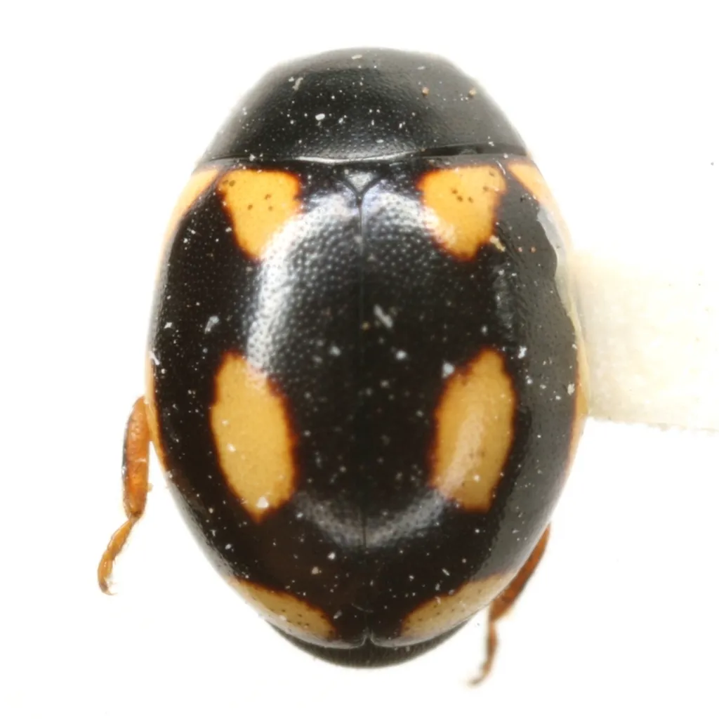 Disk-marked Lady Beetle - photo 2
