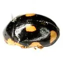 Hyperaspis disrupta - photo 2