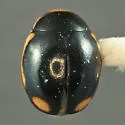 Dissolute Lady Beetle