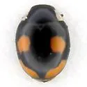 Dobzhansky's Lady Beetle