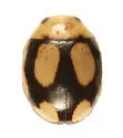 Fastidious Lady Beetle