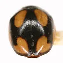 Fastidious Lady Beetle - photo 2
