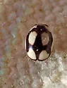 Fastidious Lady Beetle - photo 3
